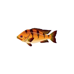 Tiger Stripe Fish